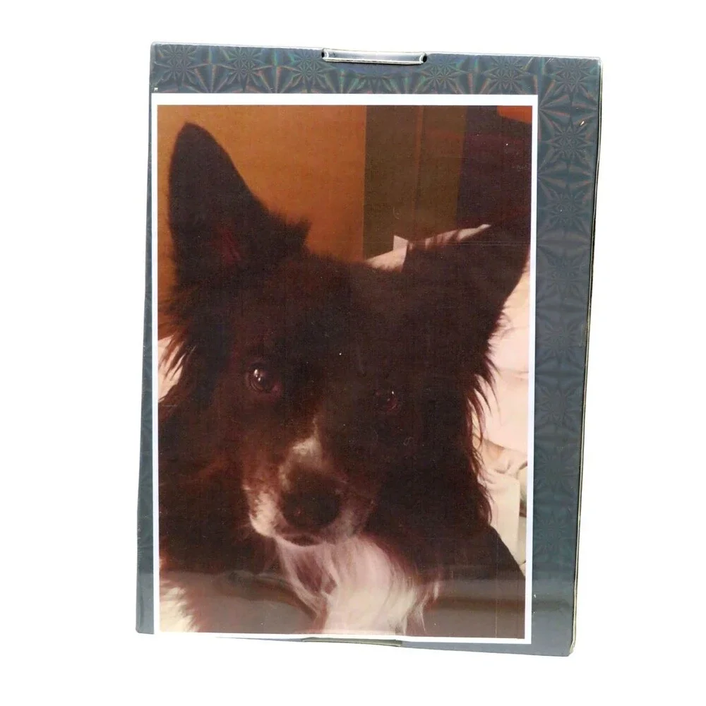 Customized Dog Jigsaw Puzzle Black & White Border Collie Photo Brand New Sealed